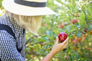 picking apple